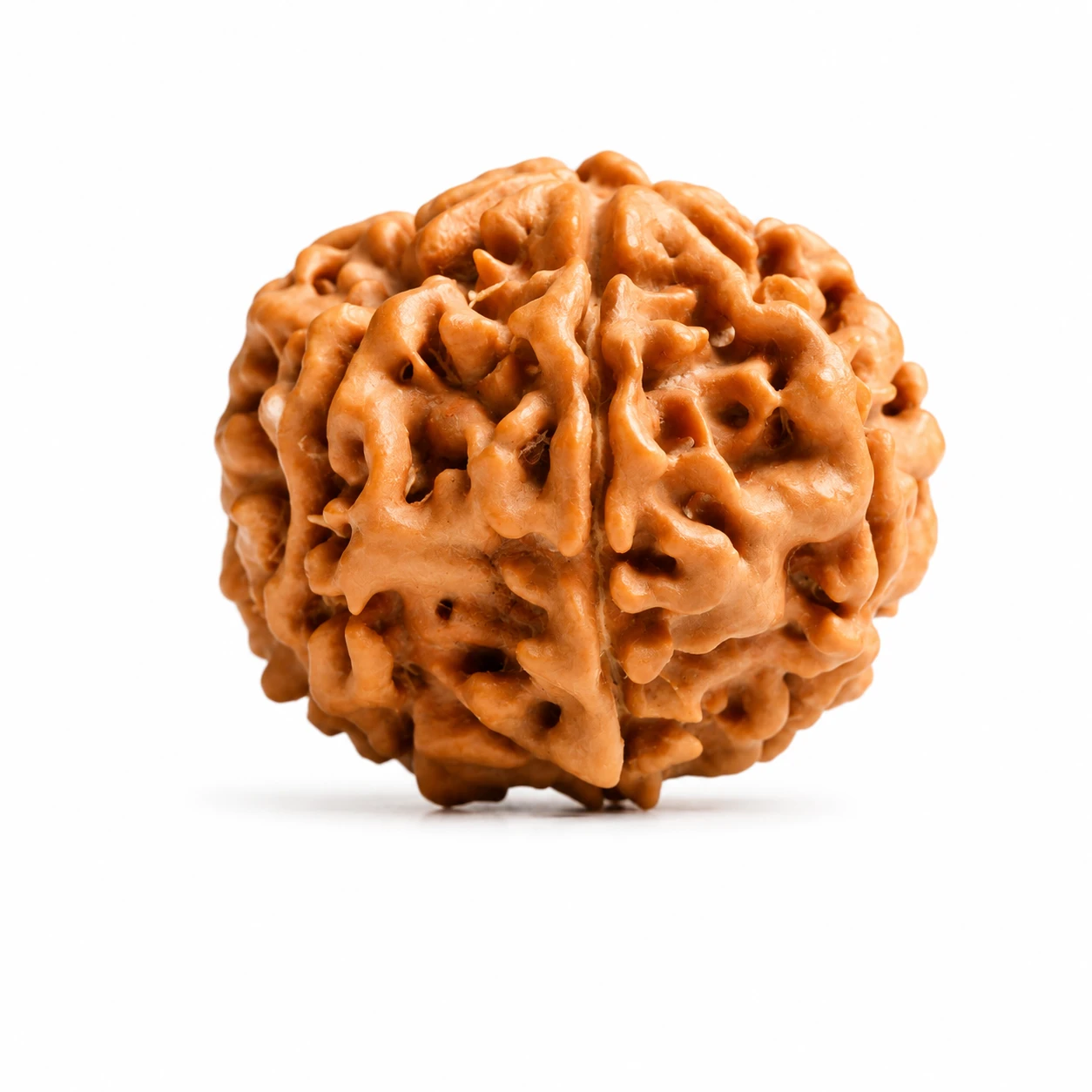 Premium Nepali 7 Mukhi Rudraksha side view