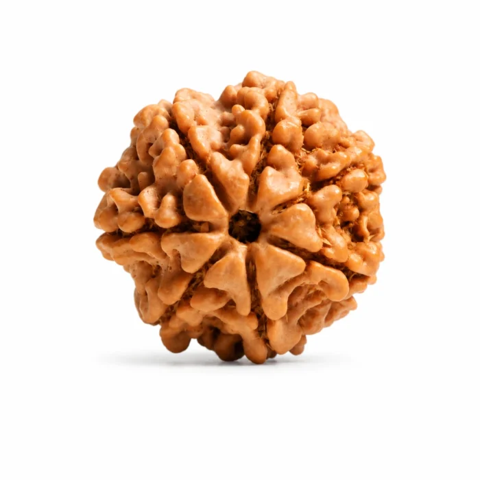 Authentic Nepali 7 Mukhi Rudraksha for Peace & Wellness