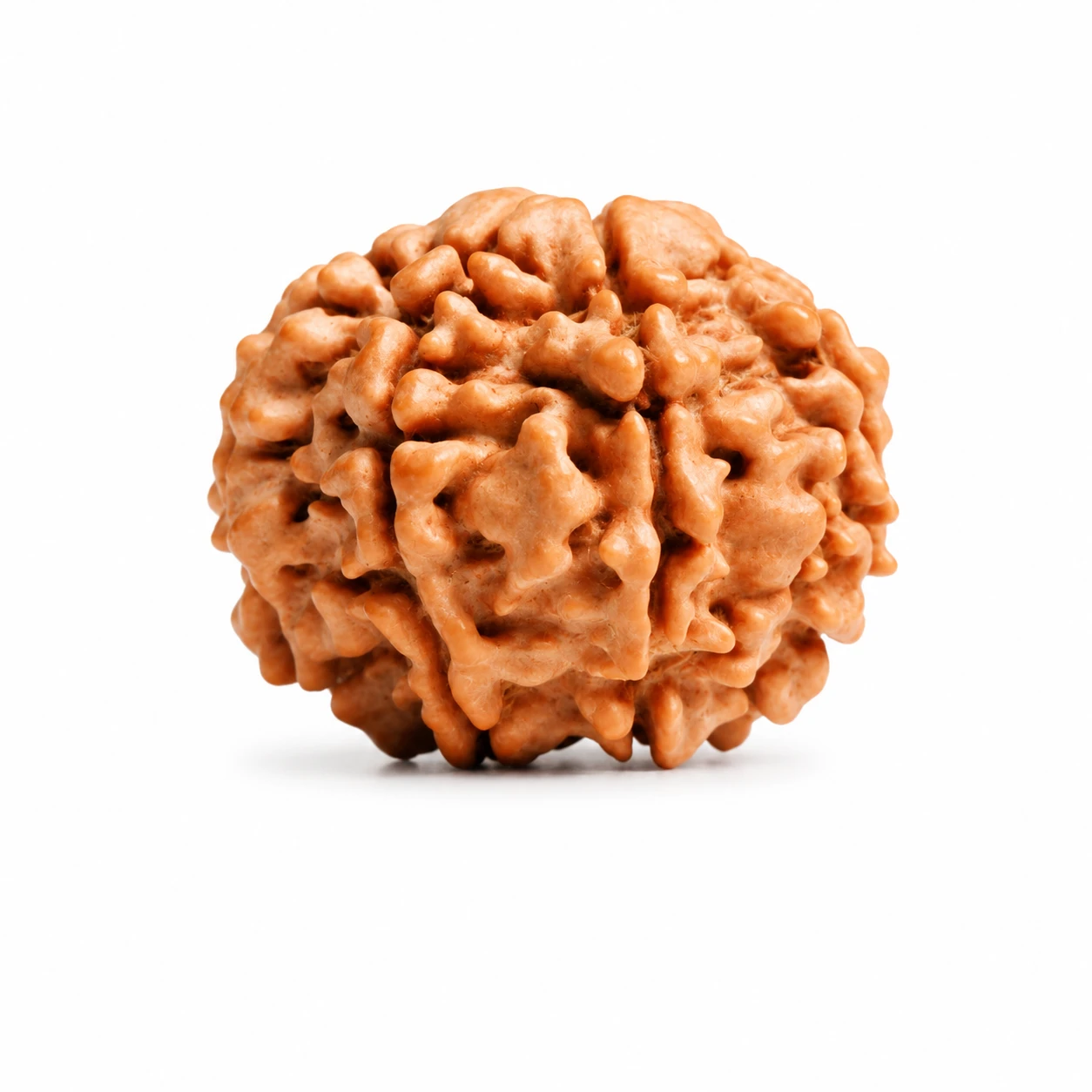 Authentic Nepali 7 Mukhi Rudraksha side view