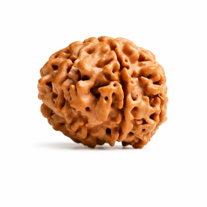 Original 7 Mukhi Nepali Rudraksha for Wealth & Harmony