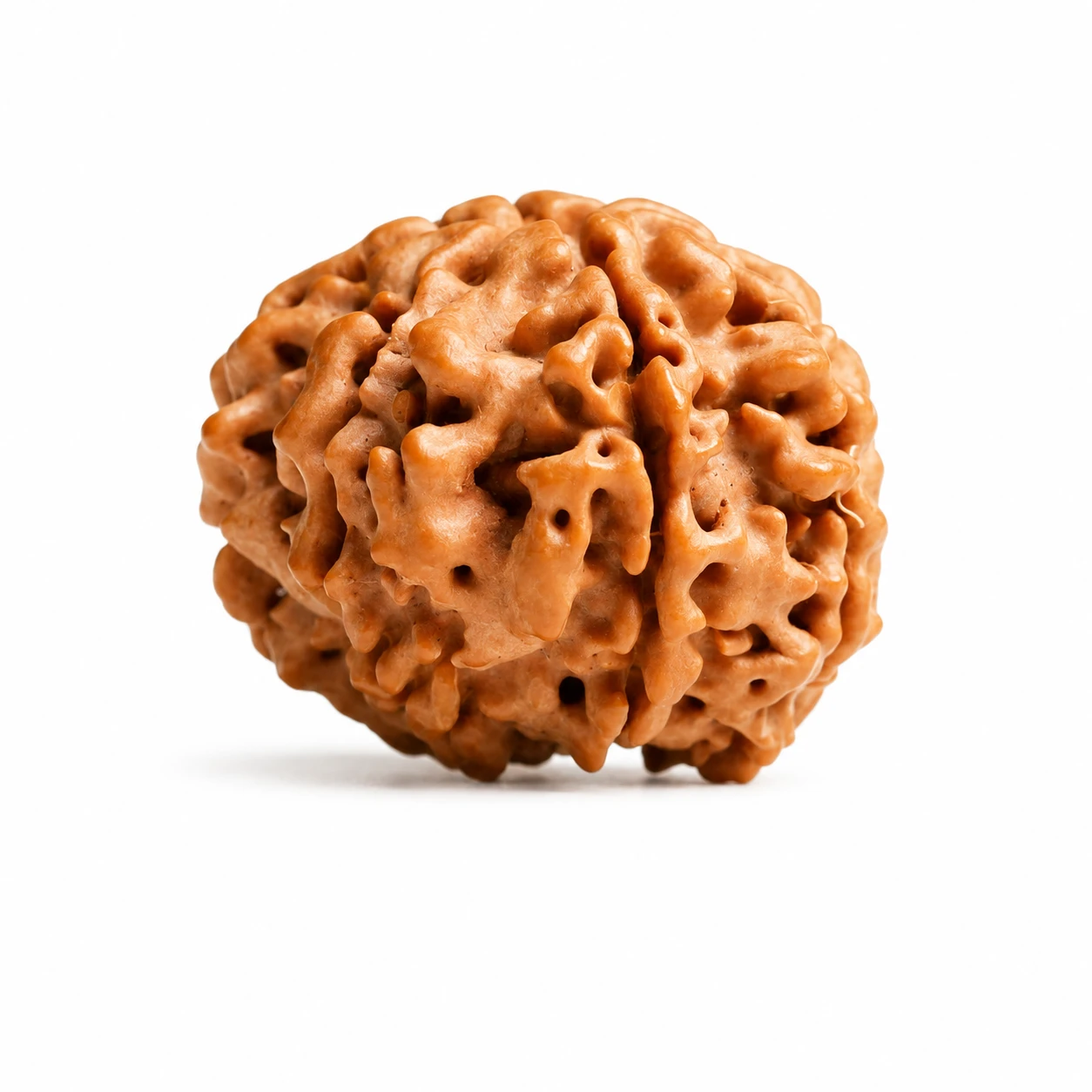 Original 7 Mukhi Nepali Rudraksha side view