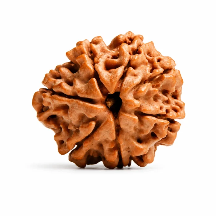 Original 7 Mukhi Nepali Rudraksha for Wealth & Harmony