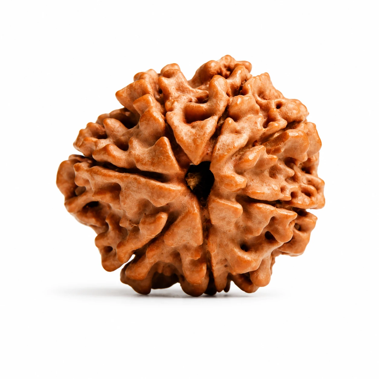 Original 7 Mukhi Nepali Rudraksha