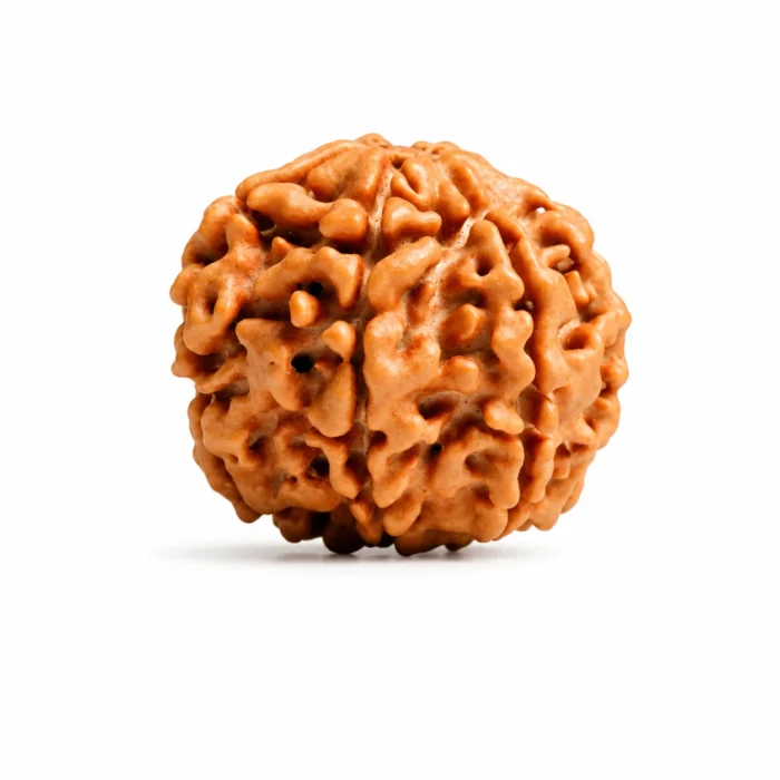 Authentic Nepali 7 Mukhi Rudraksha for Joy & Abundance