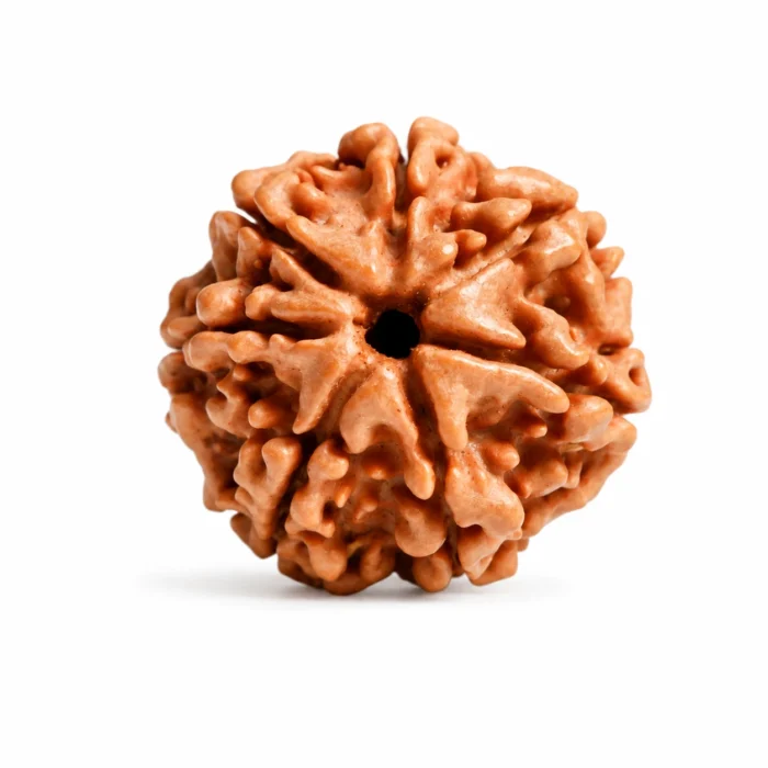 Authentic Nepali 7 Mukhi Rudraksha for Joy & Abundance
