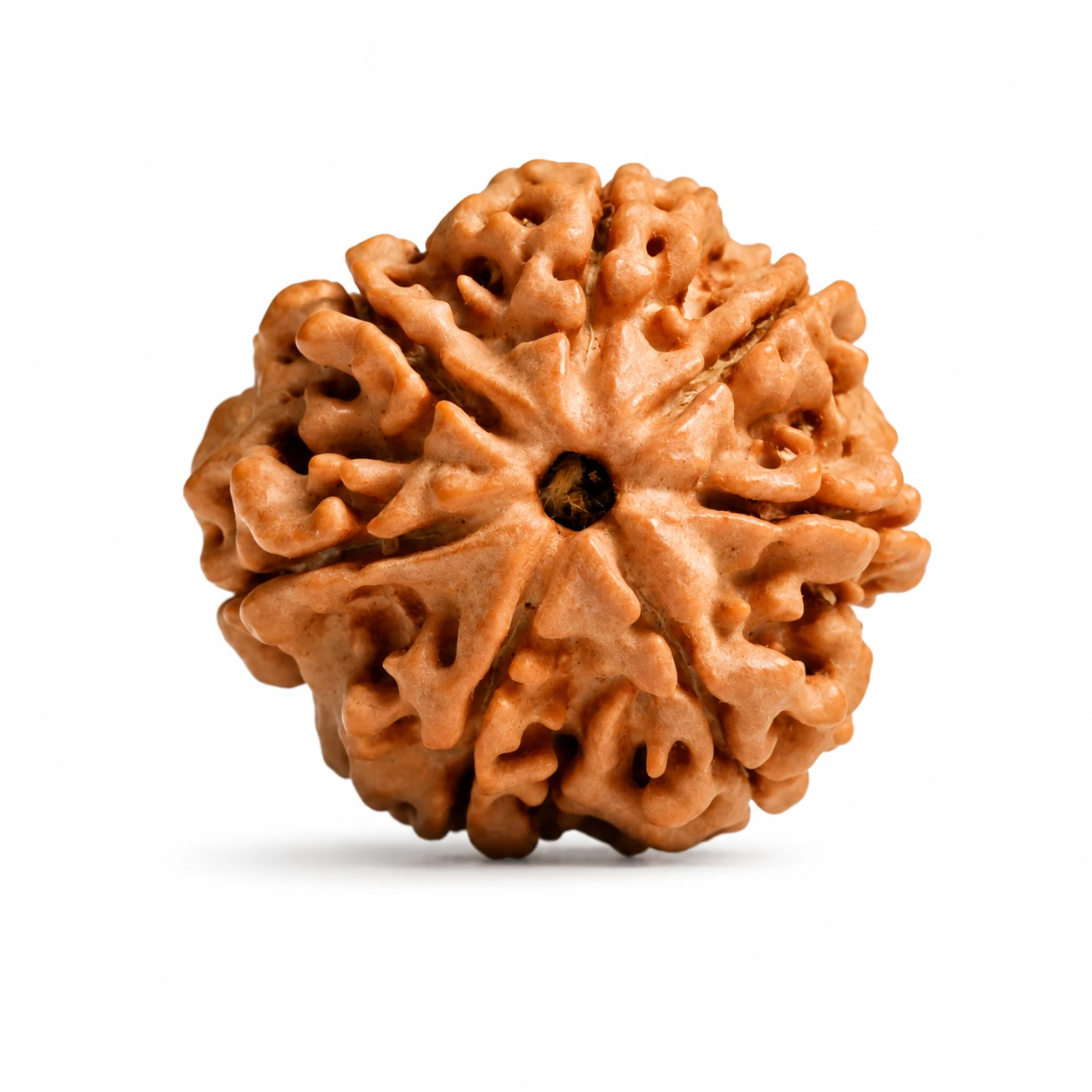 Original Nepali 7 Mukhi Rudraksha