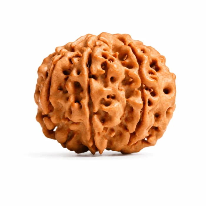 Original Nepali 7 Mukhi Rudraksha for Harmony & Good Fortune