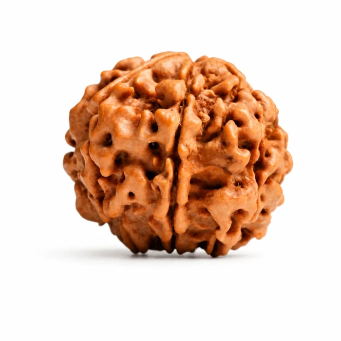 Original Nepali 7 Mukhi Rudraksha for Inner Balance