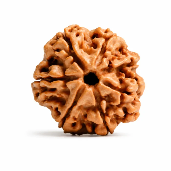 Original Nepali 7 Mukhi Rudraksha for Inner Balance
