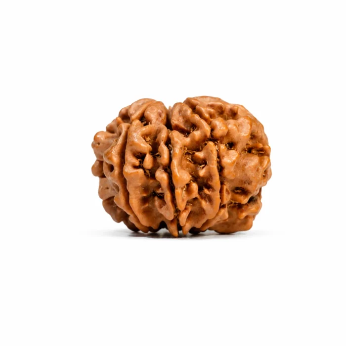 Natural Certified 8 Mukhi Nepal Rudraksha