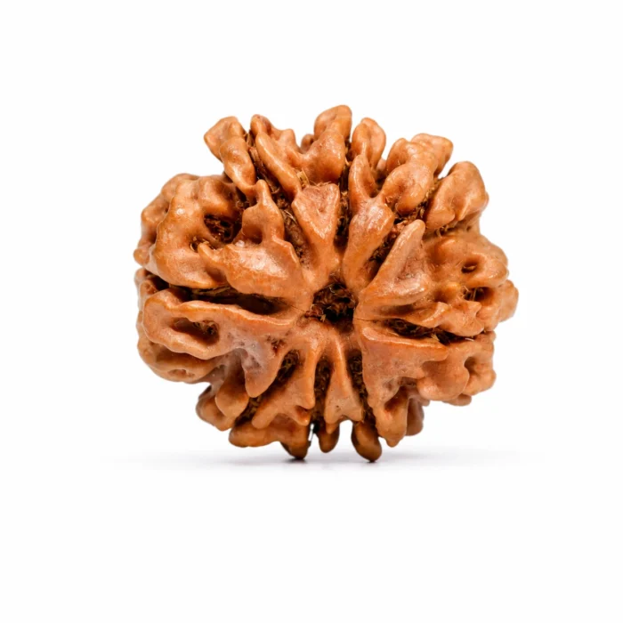 Natural Certified 8 Mukhi Nepal Rudraksha