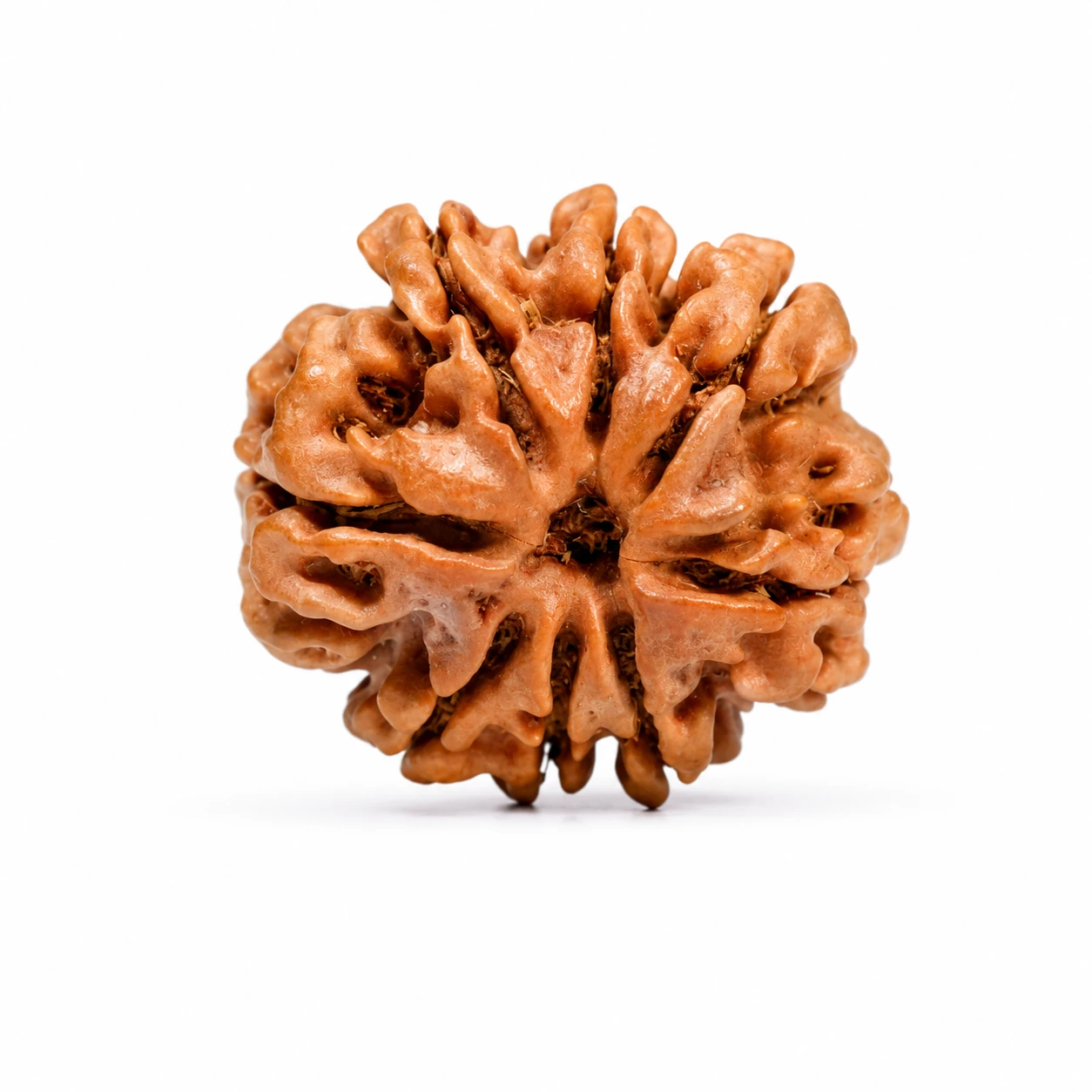 Natural 8 Mukhi Rudraksha