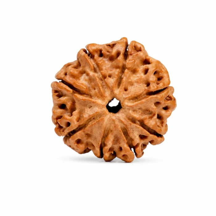 Natural 8 Mukhi Nepal Rudraksha