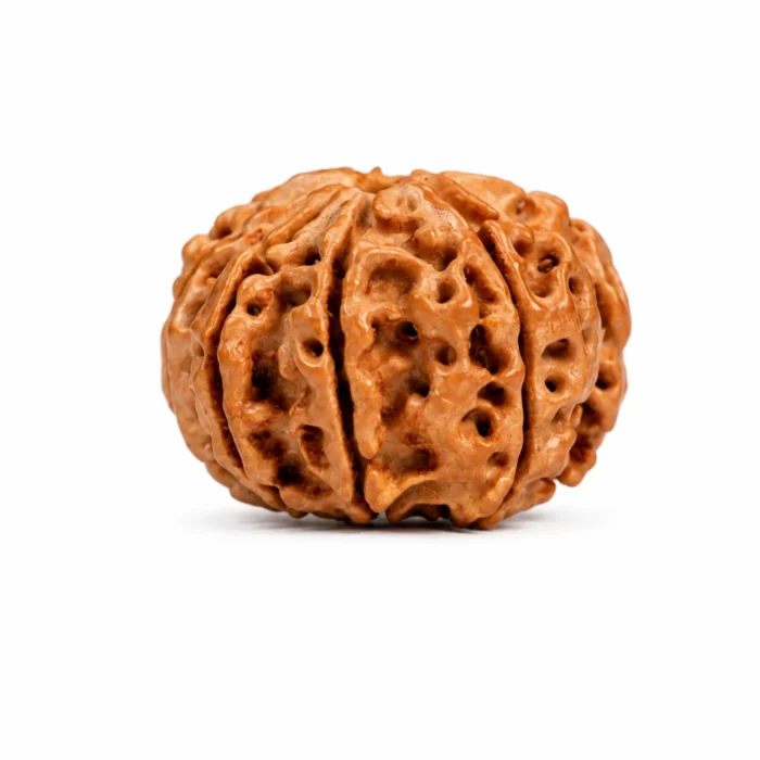 Natural 8 Mukhi Nepal Rudraksha