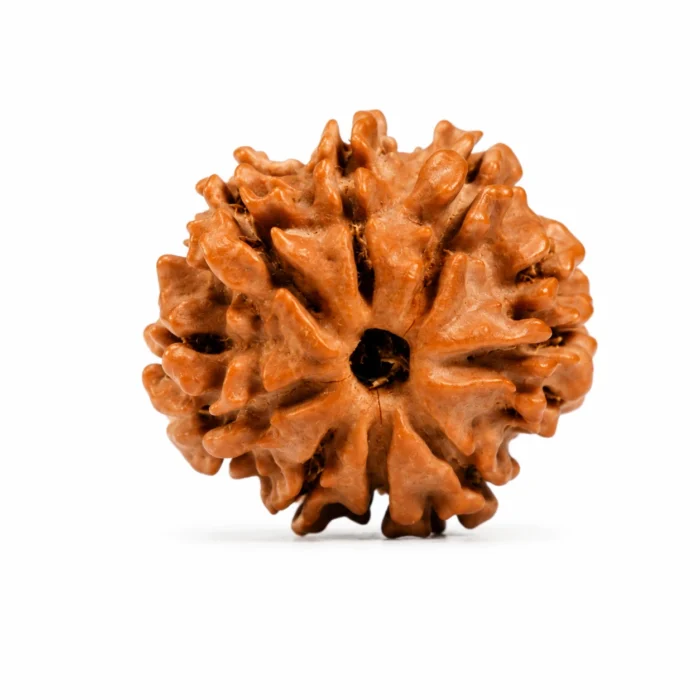 Natural 8 Mukhi Certified Rudraksha