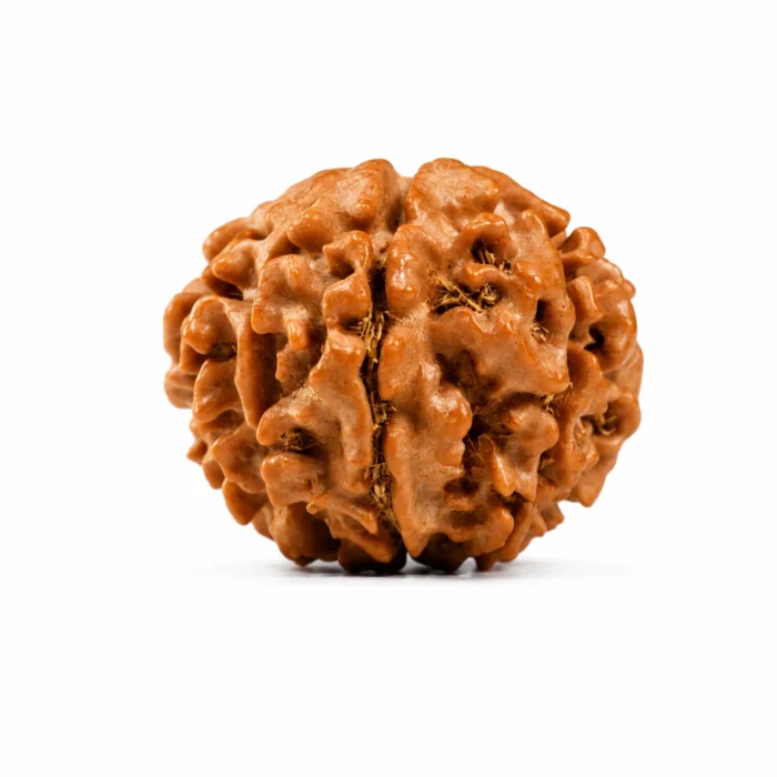 Natural 8 Mukhi Certified Rudraksha