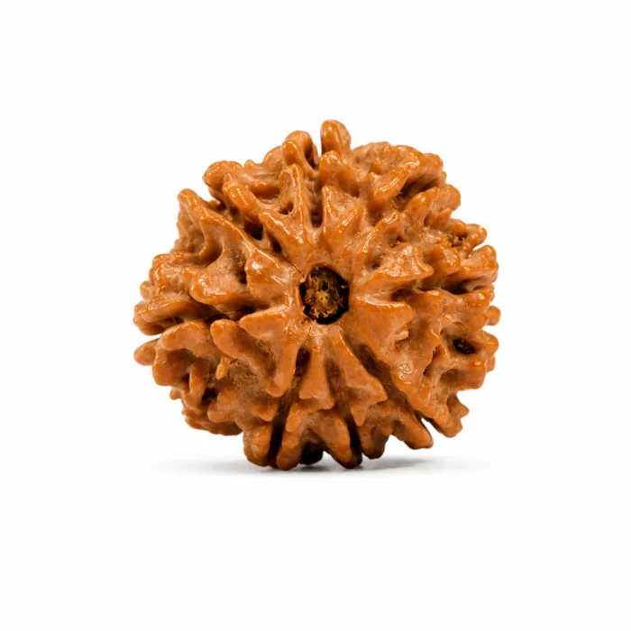 Certified Natural 8 Mukhi Nepali Rudraksha