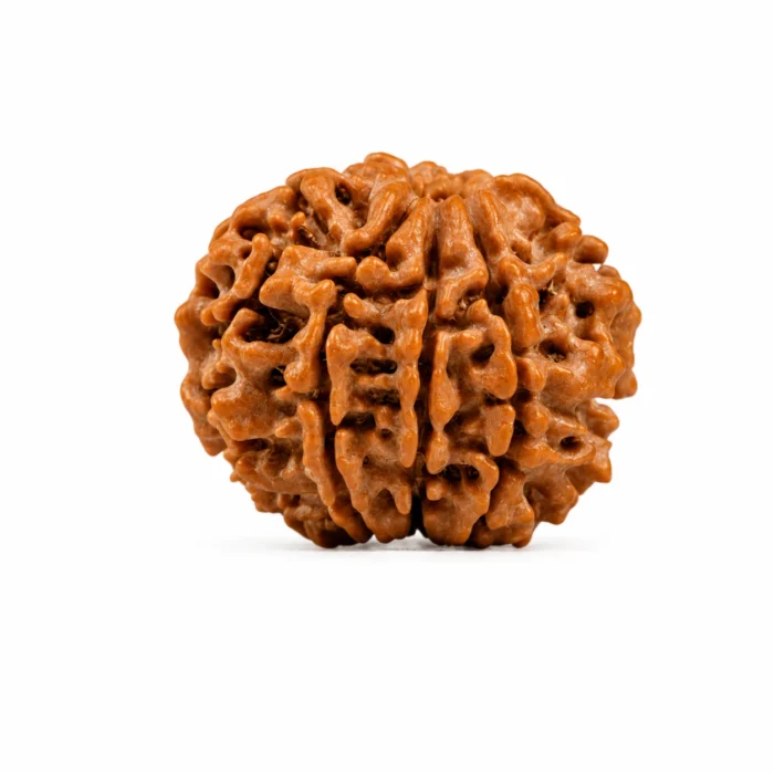 Certified Natural 8 Mukhi Nepali Rudraksha