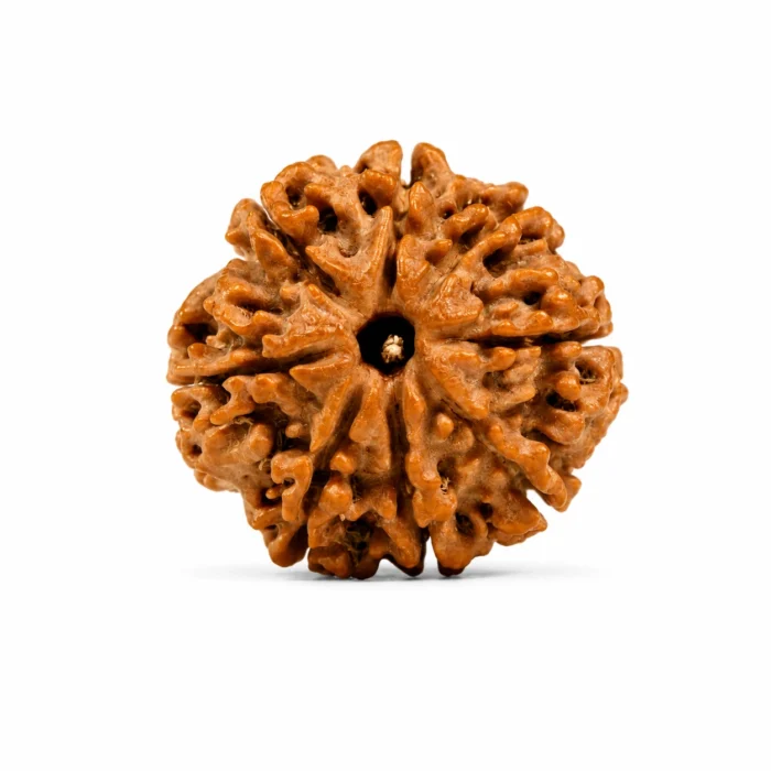 original Certified 8 Mukhi Nepali Rudraksha