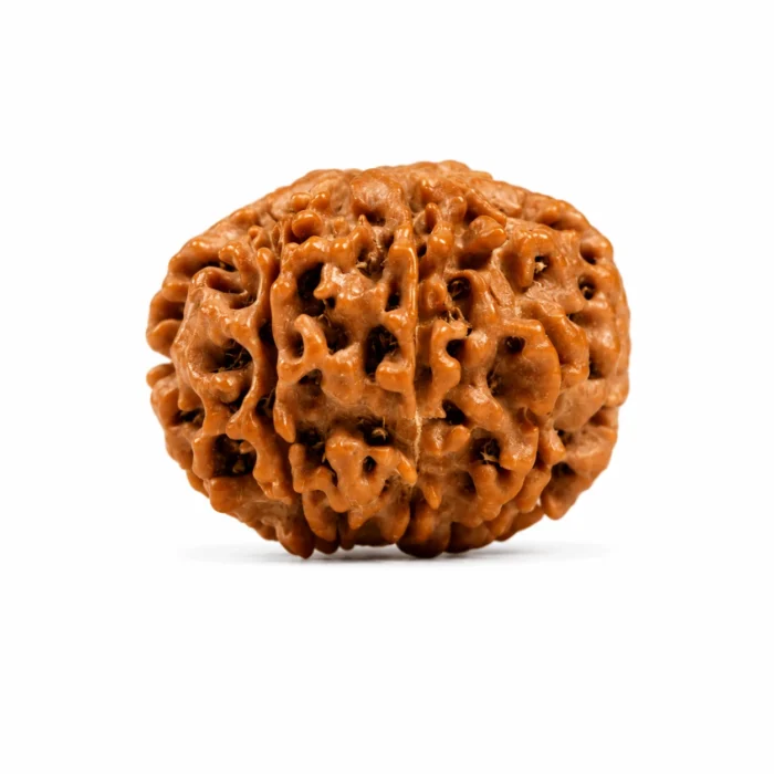 original Certified 8 Mukhi Nepali Rudraksha