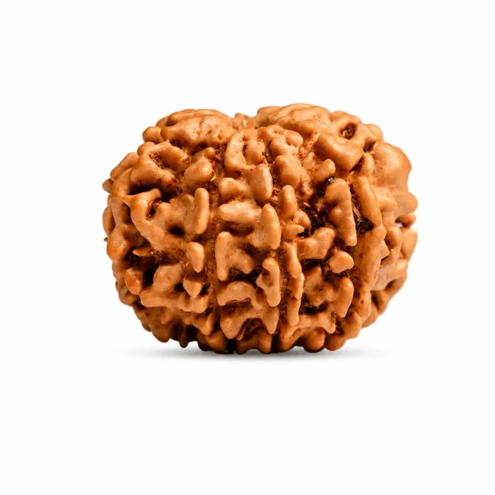 original Certified 9 Mukhi Nepali Rudraksha