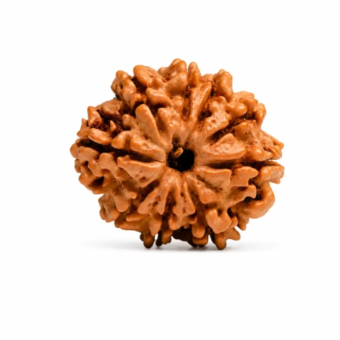 original Certified 9 Mukhi Nepali Rudraksha