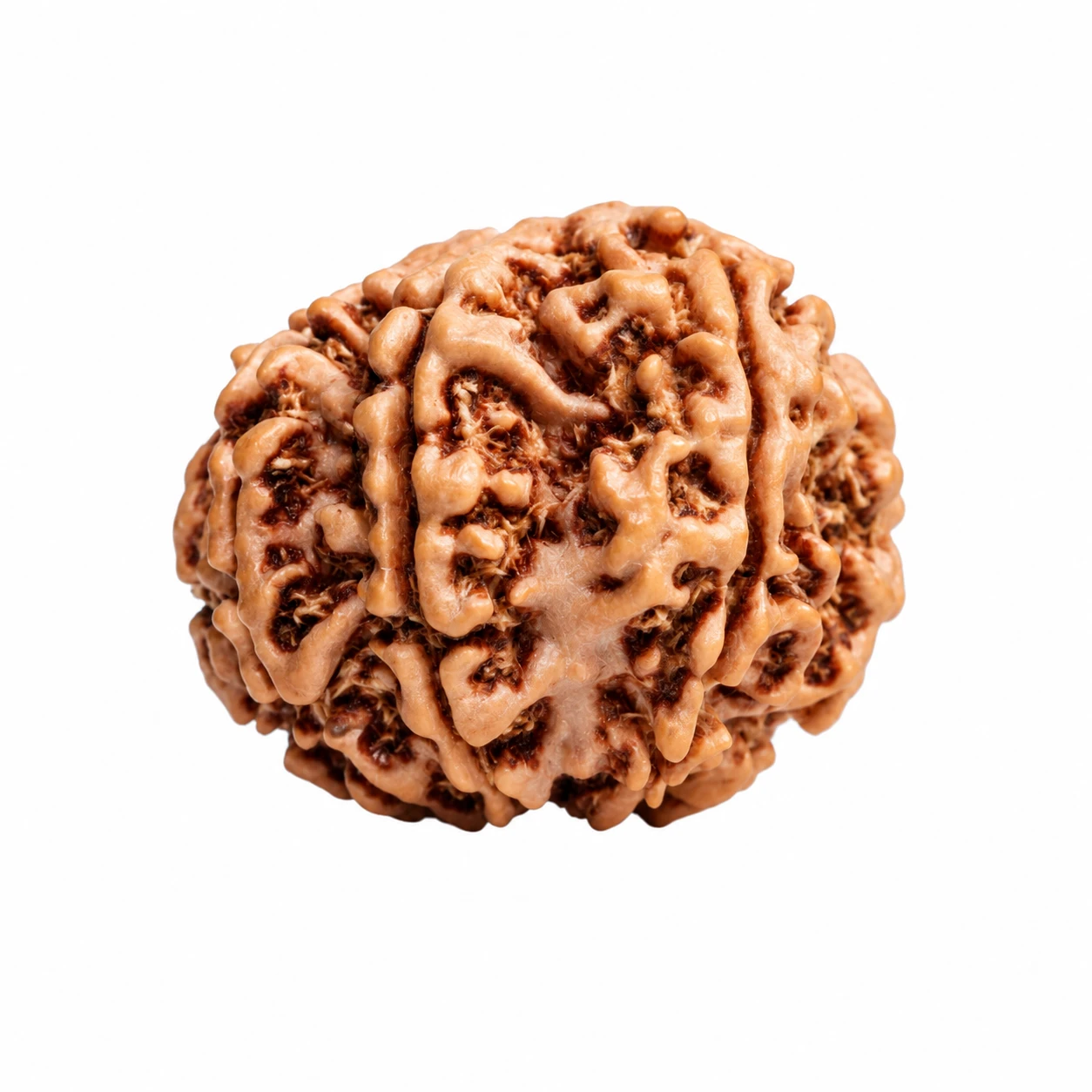 Natural 9 Mukhi Rudraksha