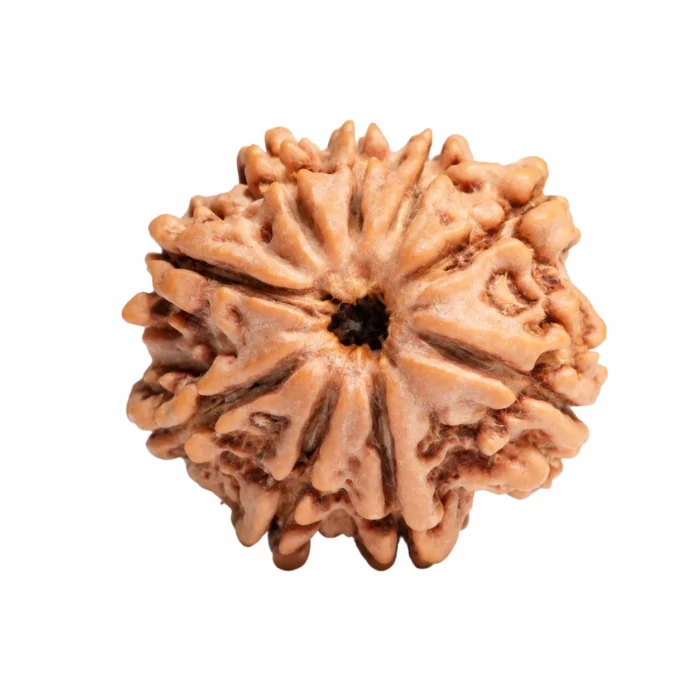 Natural Certified 9 Mukhi Rudraksha