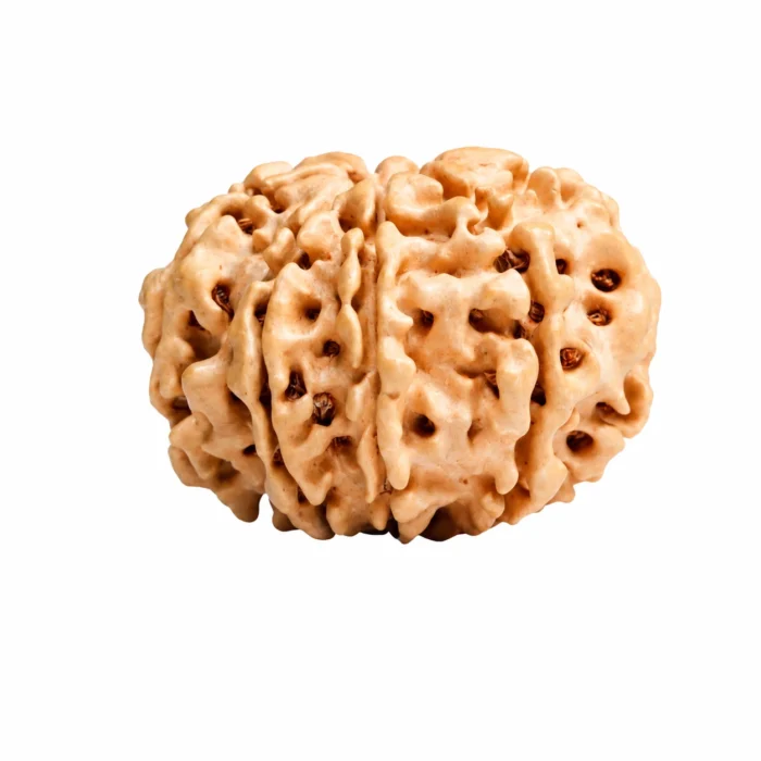 Original Nepali 9 Mukhi Rudraksha – Certified & Authentic