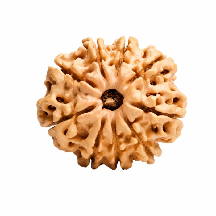 Original Nepali 9 Mukhi Rudraksha – Certified & Authentic
