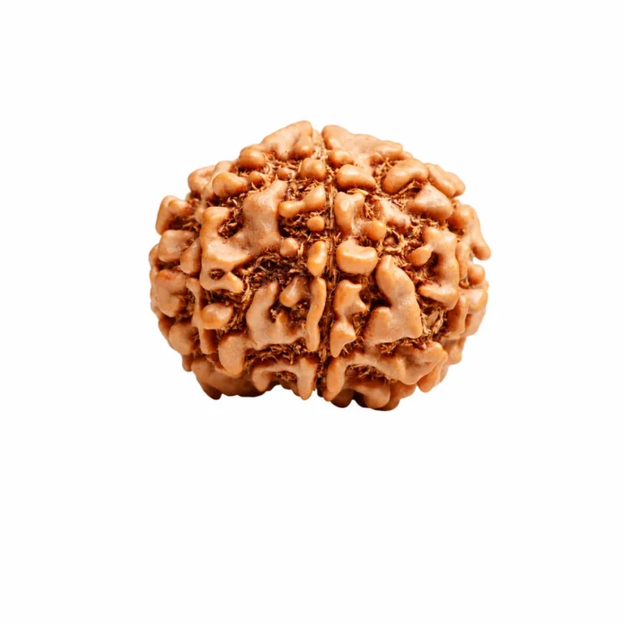 Premium Certified 9 Mukhi Nepali Rudraksha