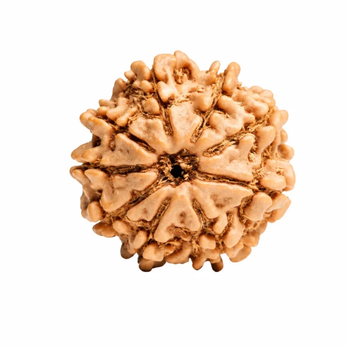 Premium Certified 9 Mukhi Nepali Rudraksha