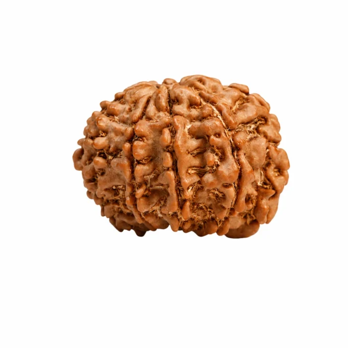 Natural & Certified 9 Mukhi Rudraksha for Spiritual Growth