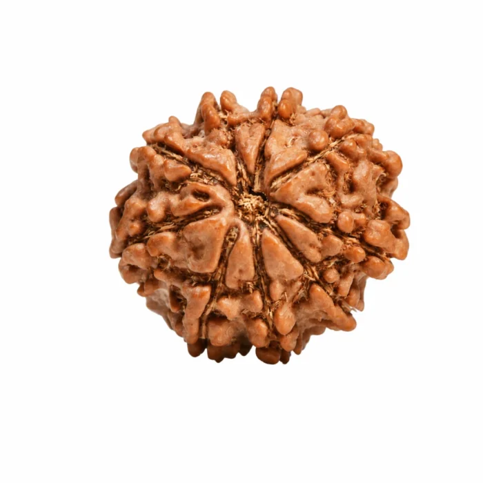 Natural & Certified 9 Mukhi Rudraksha for Spiritual Growth